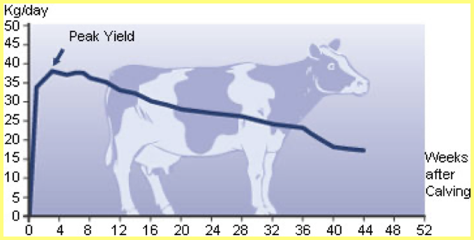 comparison-of-lactation-curve-of-vrindavani-cattle-calving-in