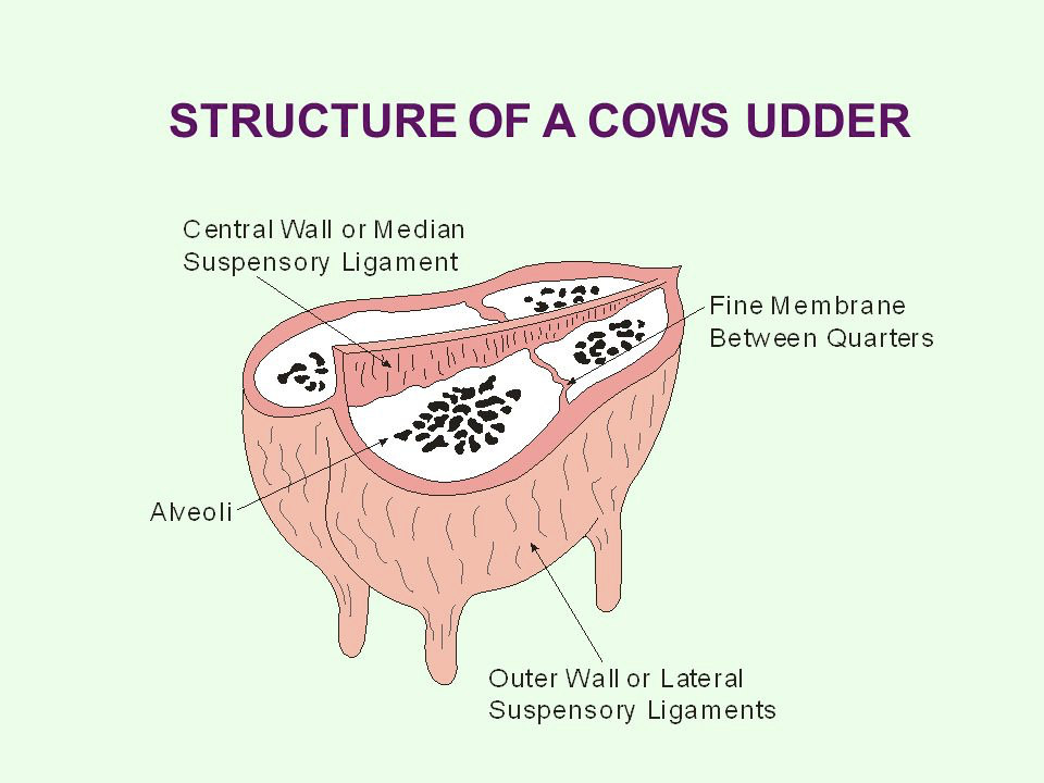 Principles Of Dairy Production — St Columbas